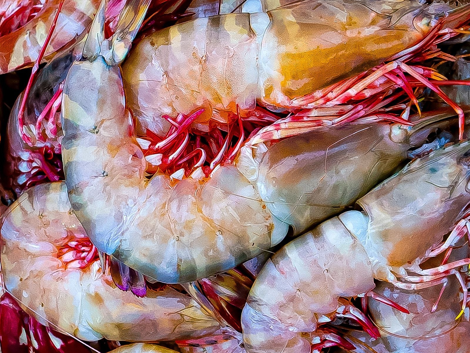 Fresh Red Prawns