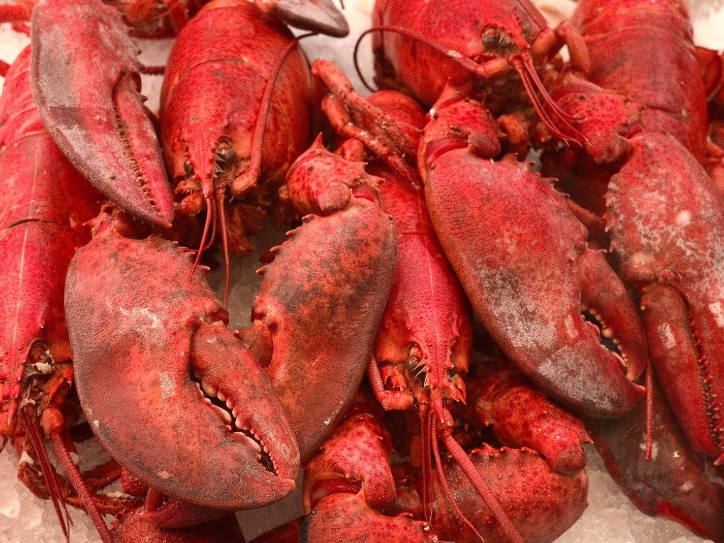 Frozen Lobster