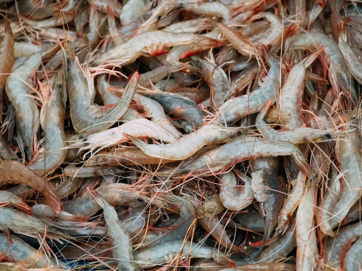 Frozen Prawns