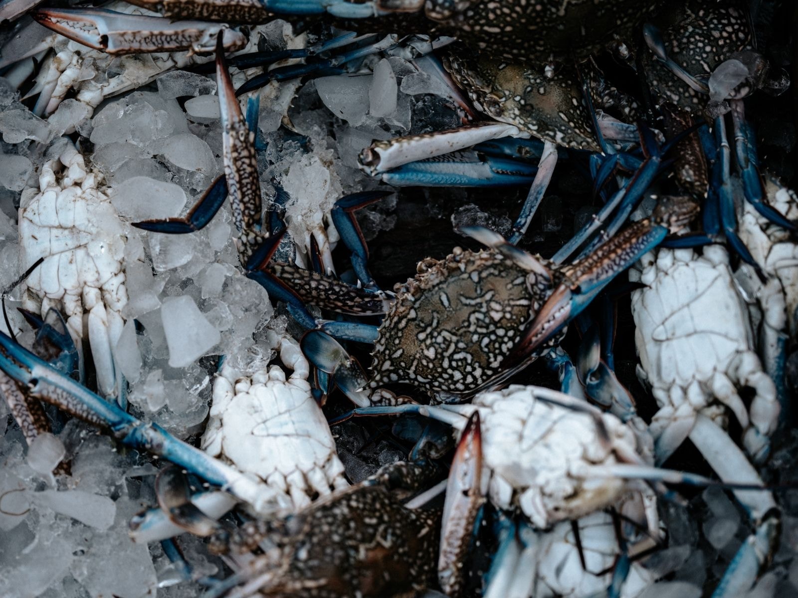 High Quality Frozen Crab