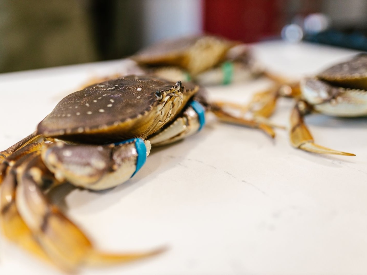 High Quality Frozen Crab